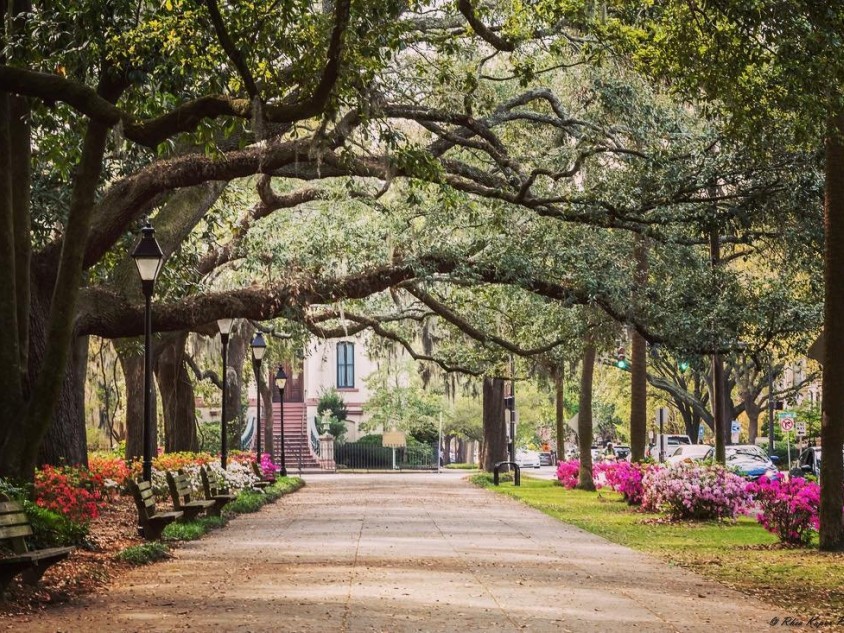 Oak-lined walkway in Savannah, Georgia
